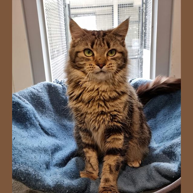 Photo of Stella