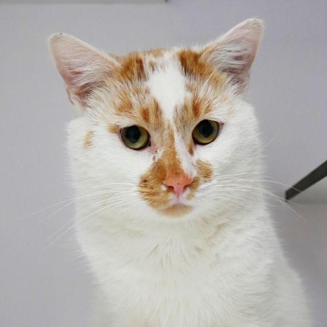 Photo of Rusty Sta008767