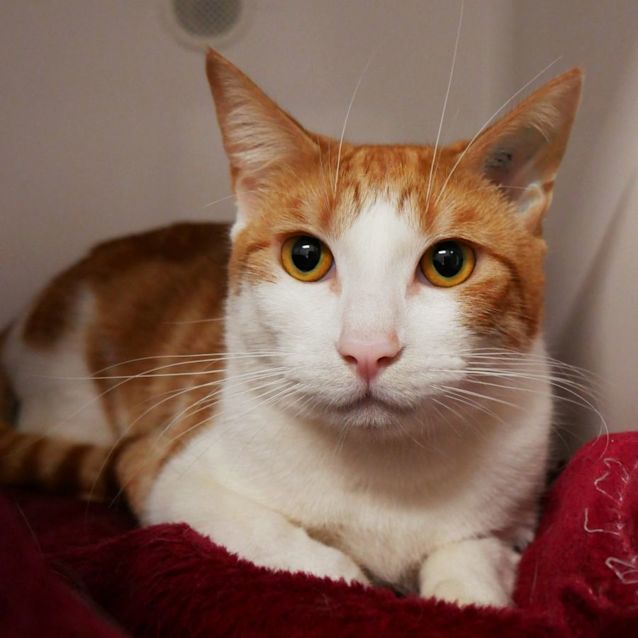 Photo of Hamish Sua008760