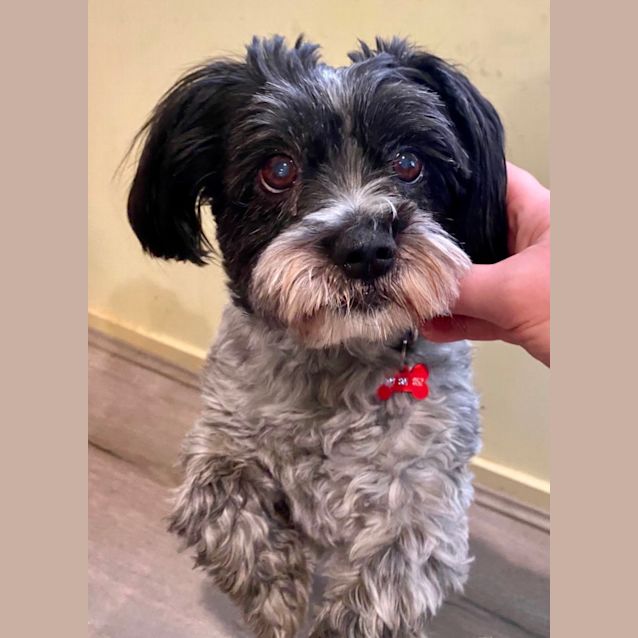 Photo of Buddy 