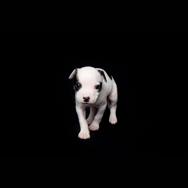 Photo of Bo Peep