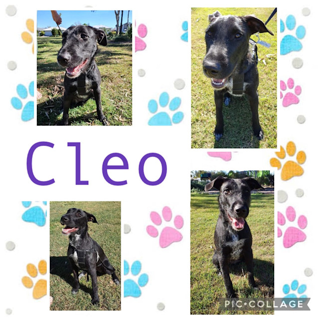 Photo of Cleo