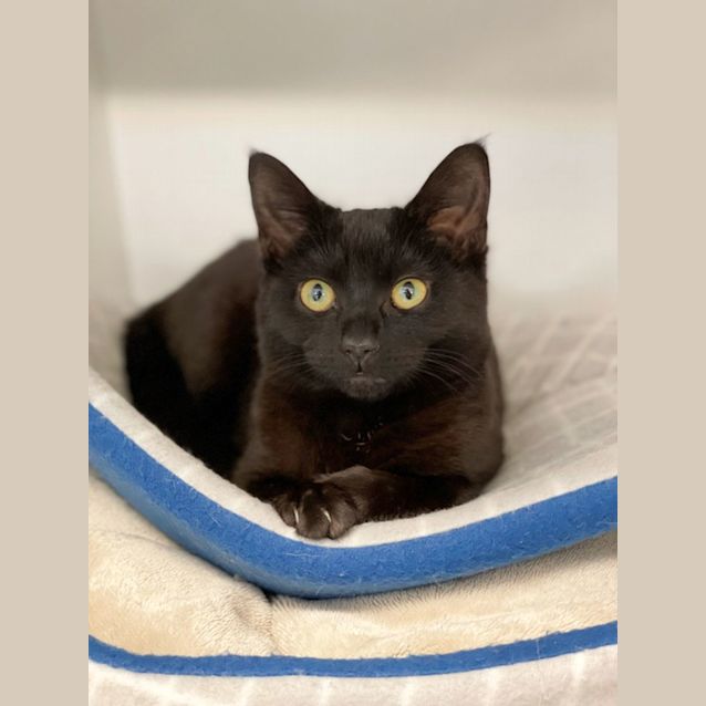Photo of Willow