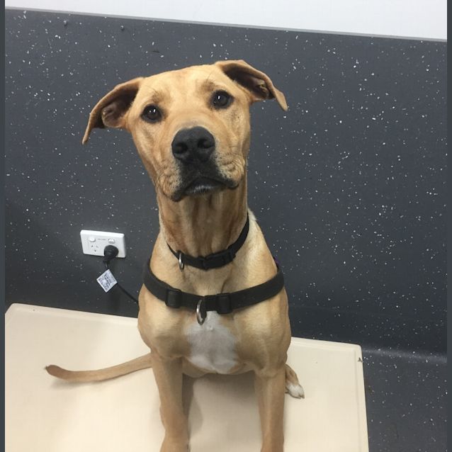 Photo of Otis