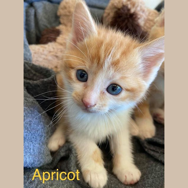 Photo of Apricot
