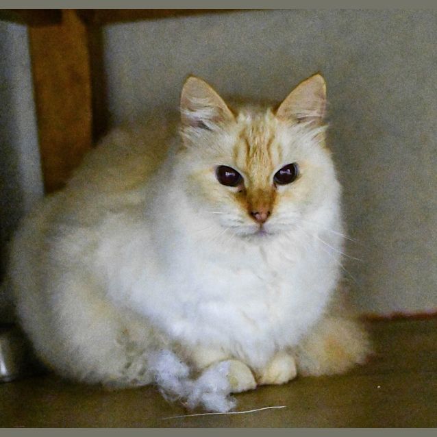 Photo of Peaches