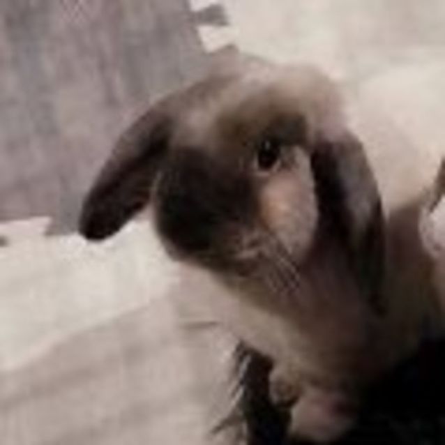 Photo of Lola Grey And Rosie Boop