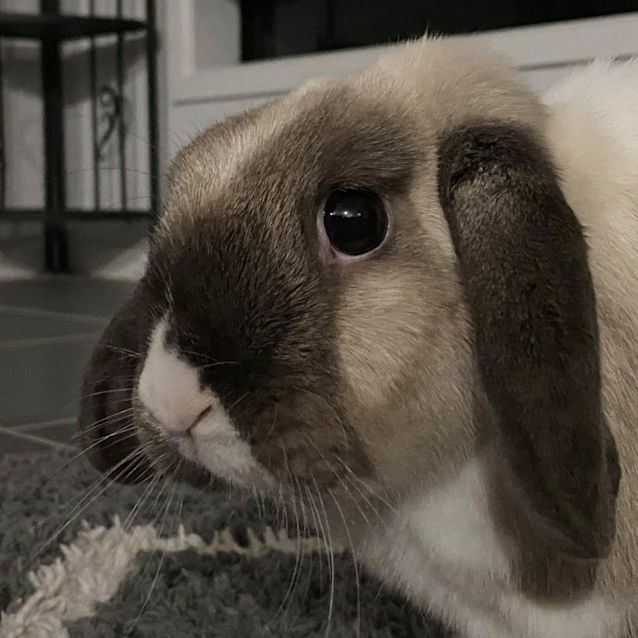 Photo of Rosie Boop And Lola Grey