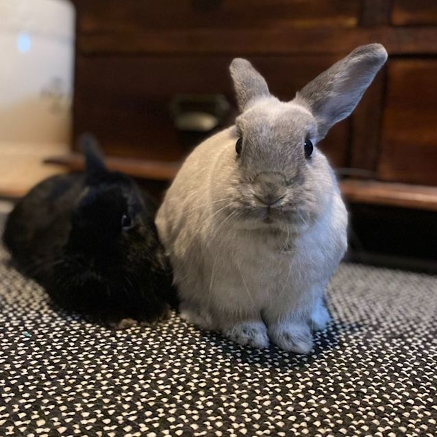 Photo of Daisy And Bilbo