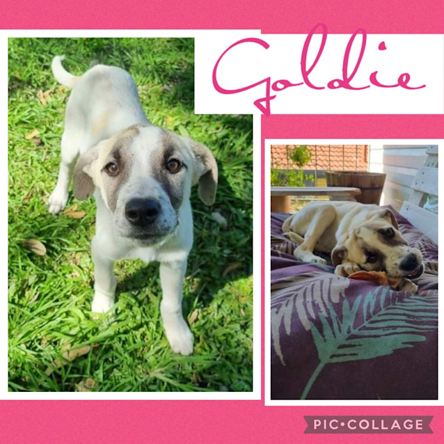 Photo of Goldie