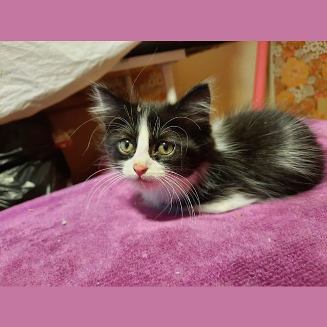 Photo of Niobe