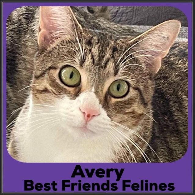 Photo of Avery 
