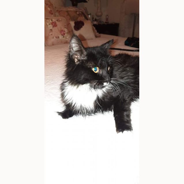 Photo of Willow