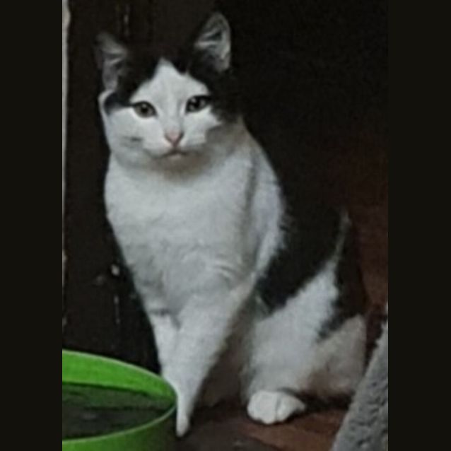 Photo of Patch