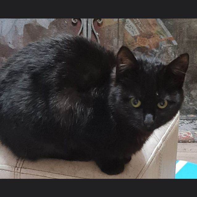 Photo of Shadow