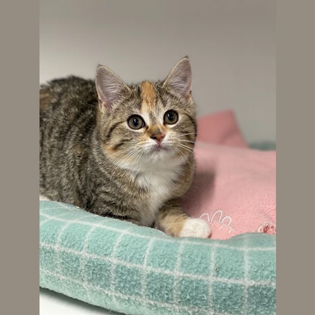 Photo of Willow