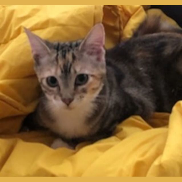 Photo of Coral To Go With Foxy