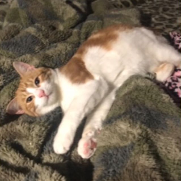 Photo of Spitfire Red