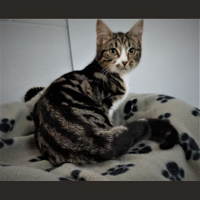 Photo of Millie