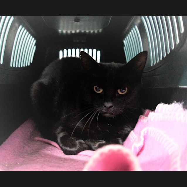 Photo of Squeak