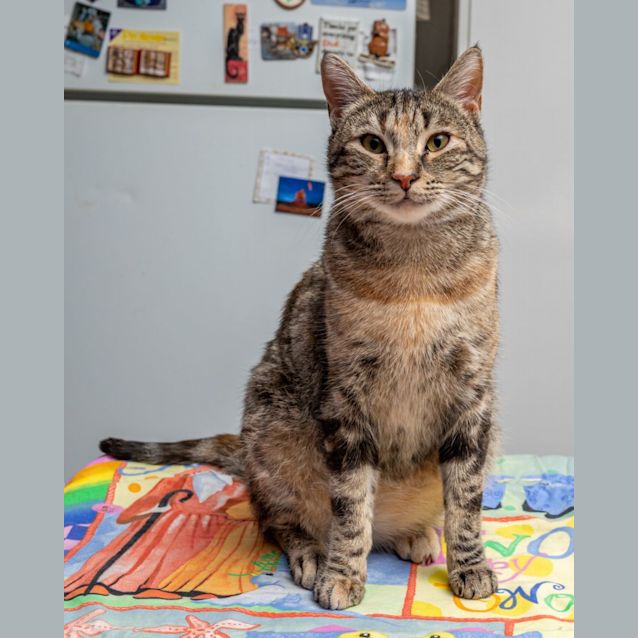 Photo of Sheba