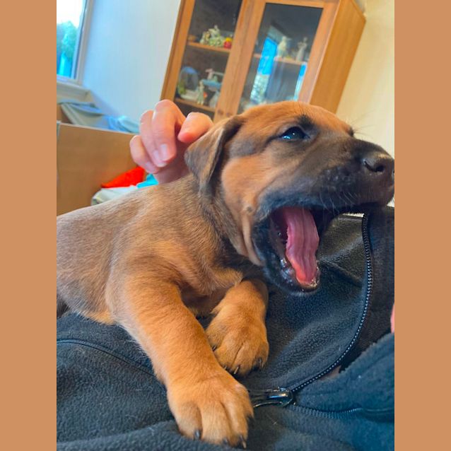 Photo of Puppy Simon Dl2696