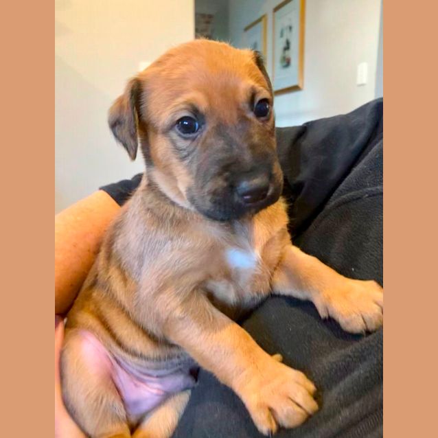 Photo of Puppy Jimmy Dl2701