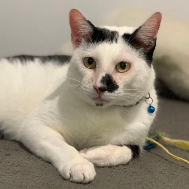 Photo of Mr Meowgi 🐈‍⬛