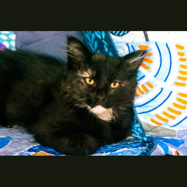 Photo of Fluffy ^^Dandy Cat Rescue^^