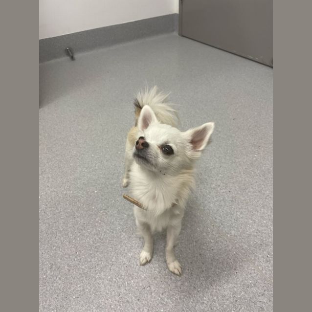 Photo of Lucky