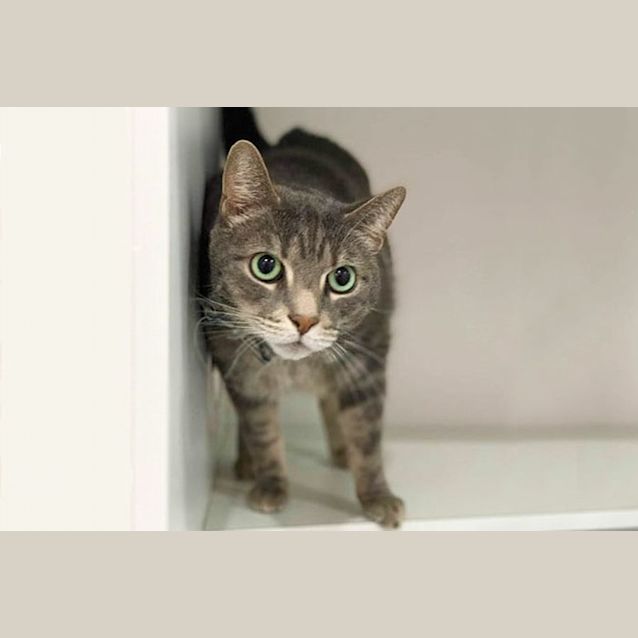 Photo of Bubba 9587 Campbelltown Acf 