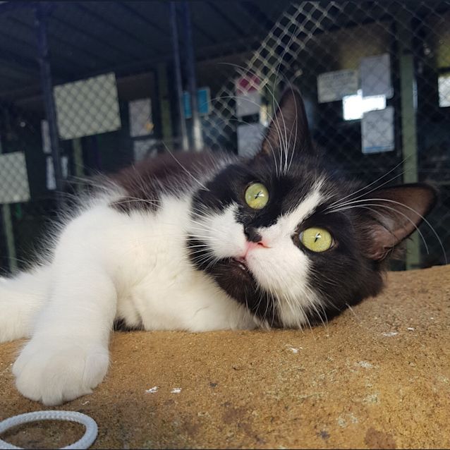 Photo of Loki