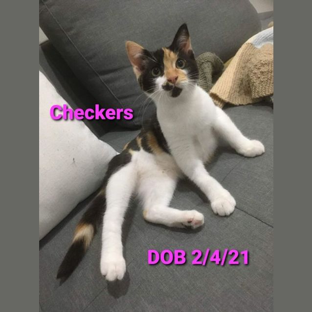 Photo of Checkers