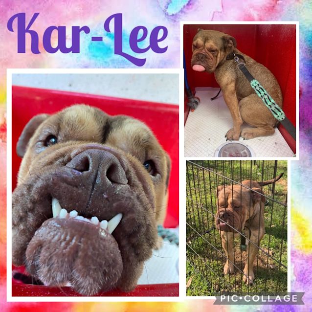 Photo of Kar Lee