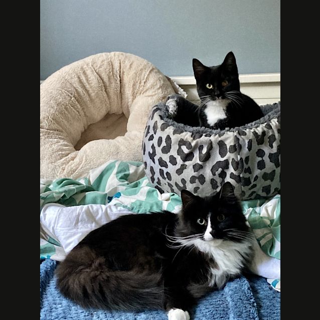 Photo of Boo