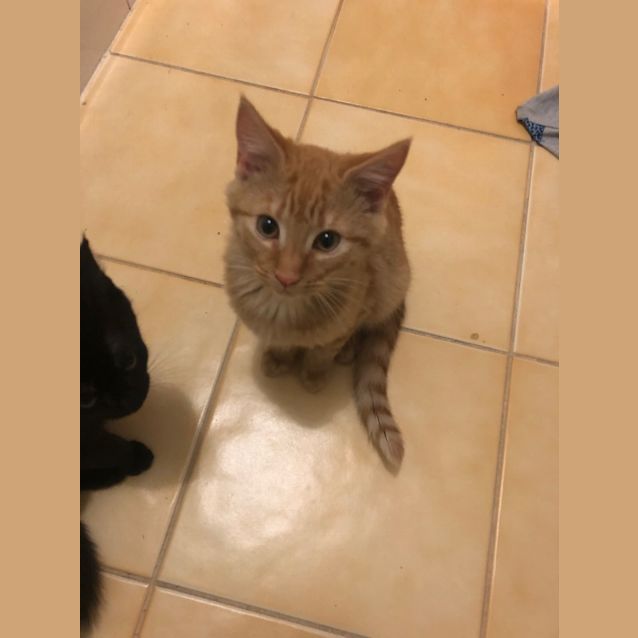 Photo of Ziggy ( Was Gordo )