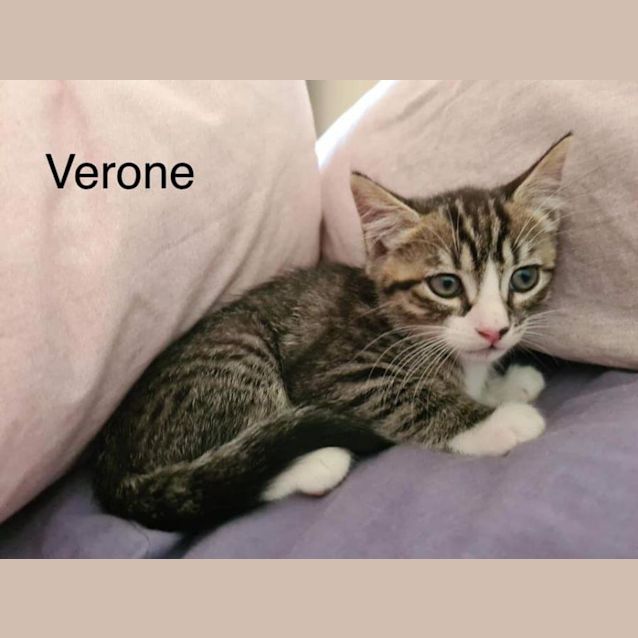 Photo of Verone