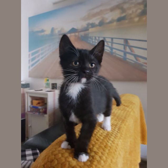 Photo of Roby **2nd Chance Cat Rescue**