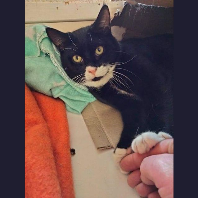 Photo of Zorro (Mowbray)