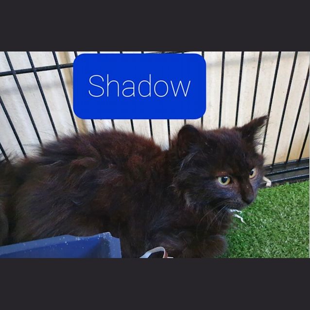 Photo of Shadow 
