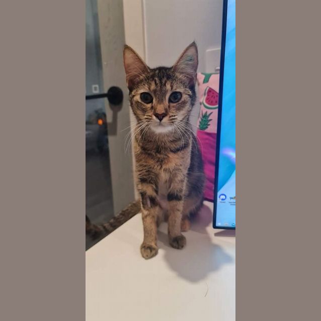 Photo of Saffron