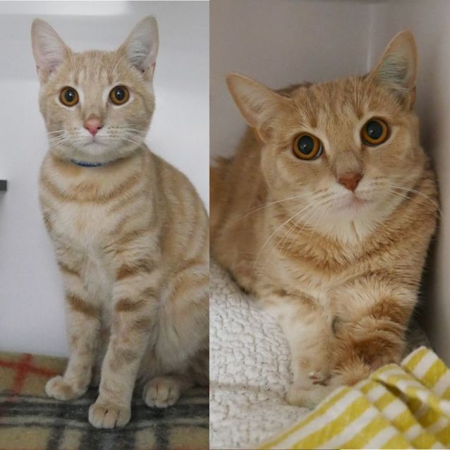 Photo of Pippi Sta008848 & Archie Sta008849