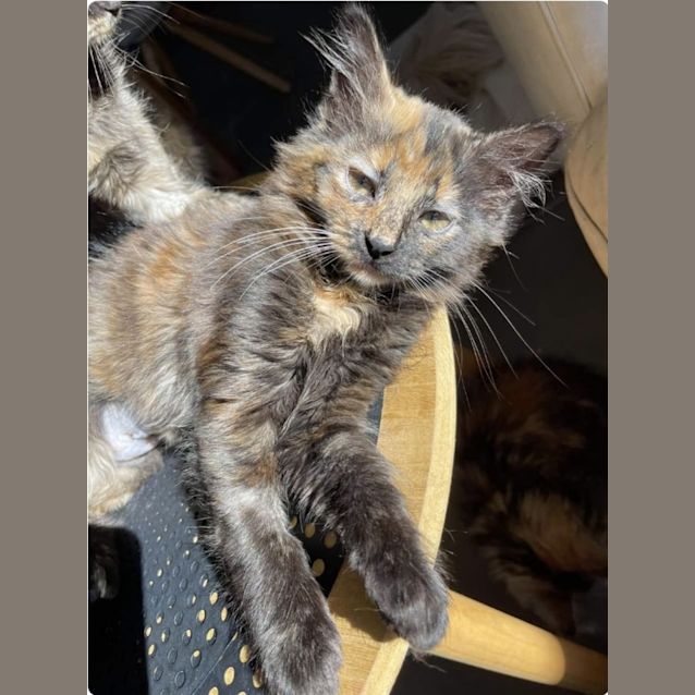 Photo of Lilly