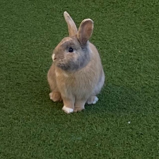Photo of Charlie Chipmunk