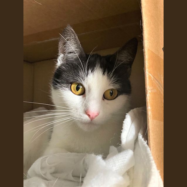 Photo of Cora   Available To Leave $50 Deposit 