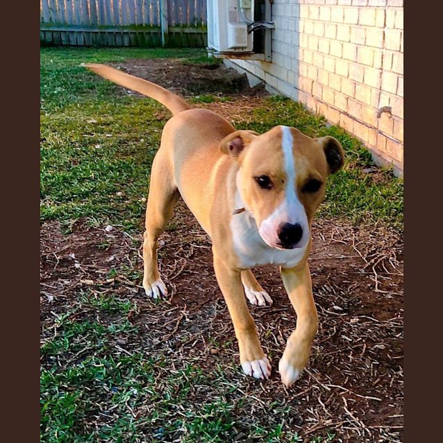 Photo of Caramel