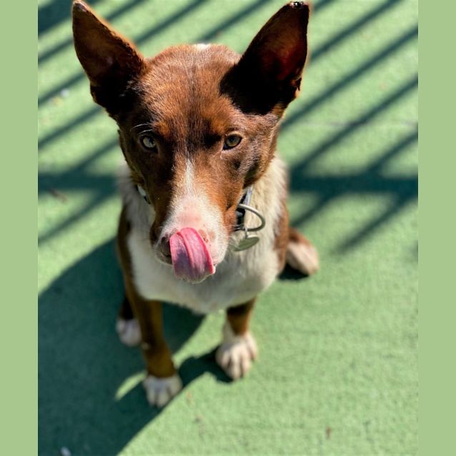 Photo of Diego   Available To Leave $50 Deposit 