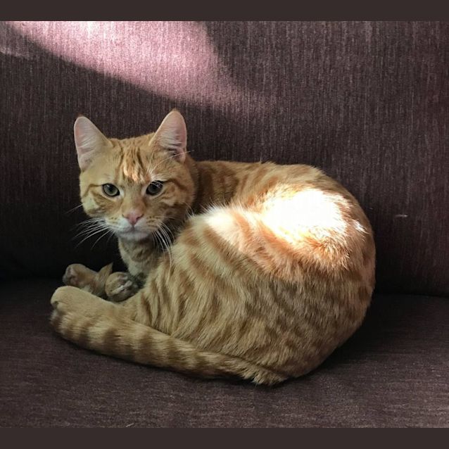 Photo of Mango
