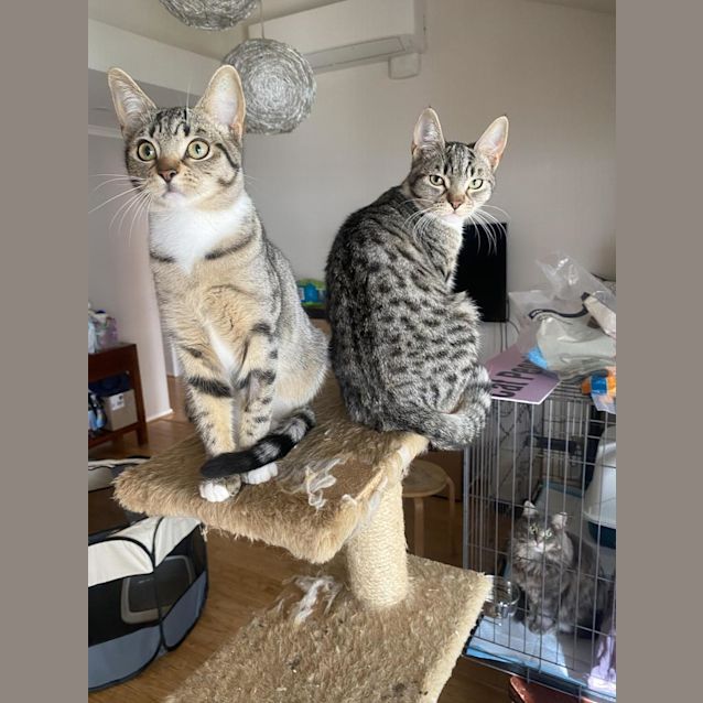 Photo of Dipsy Doo & Lala Loulou The Slinky Twins!