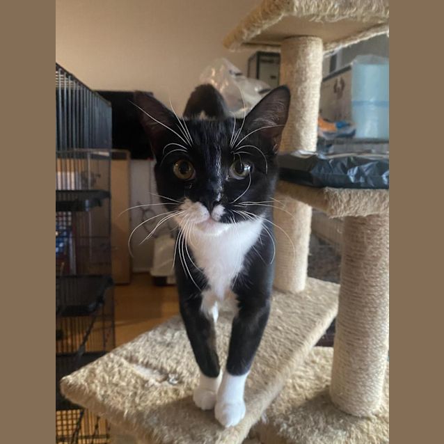 Photo of Doggie The Teenage Kitten